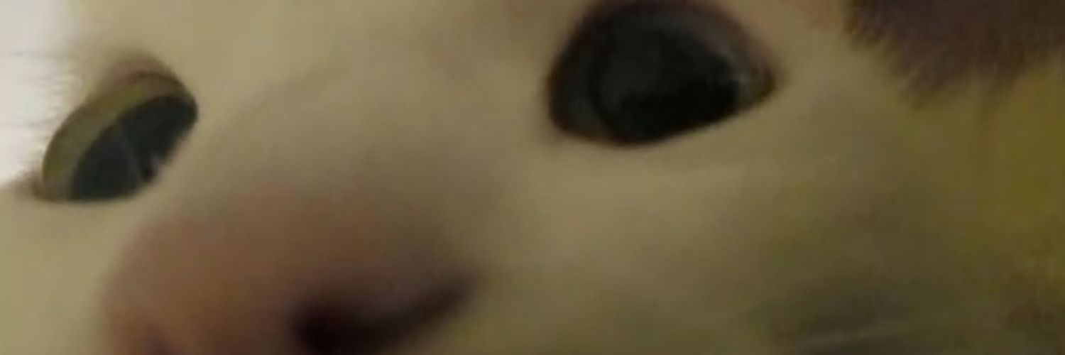 gatethecat's profile banner image