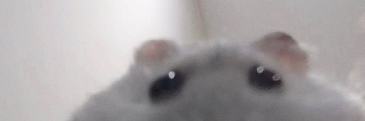 aciemeowing's profile banner image