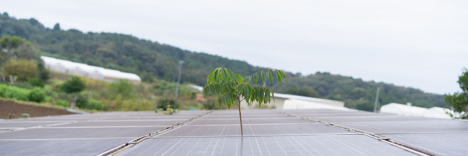 Chase | Chisato Hasegawa banner