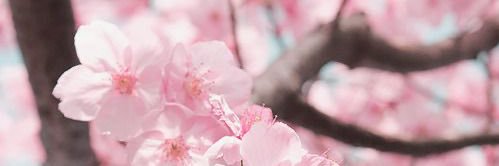 桜⋆·˚ ༘ *🌸 banner