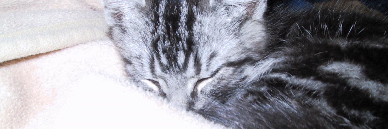 rinrinritaro's profile banner image