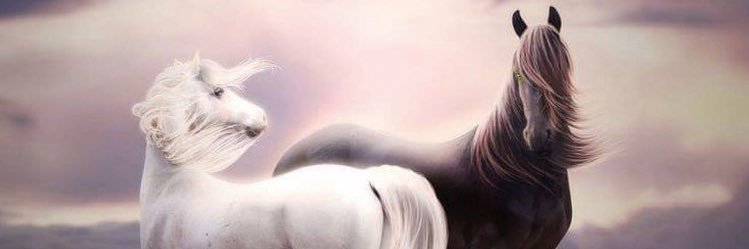 MSZZ999's profile banner image