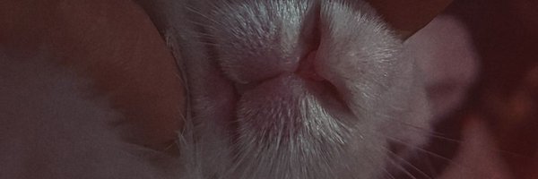 Divyanshi__13 Profile Banner