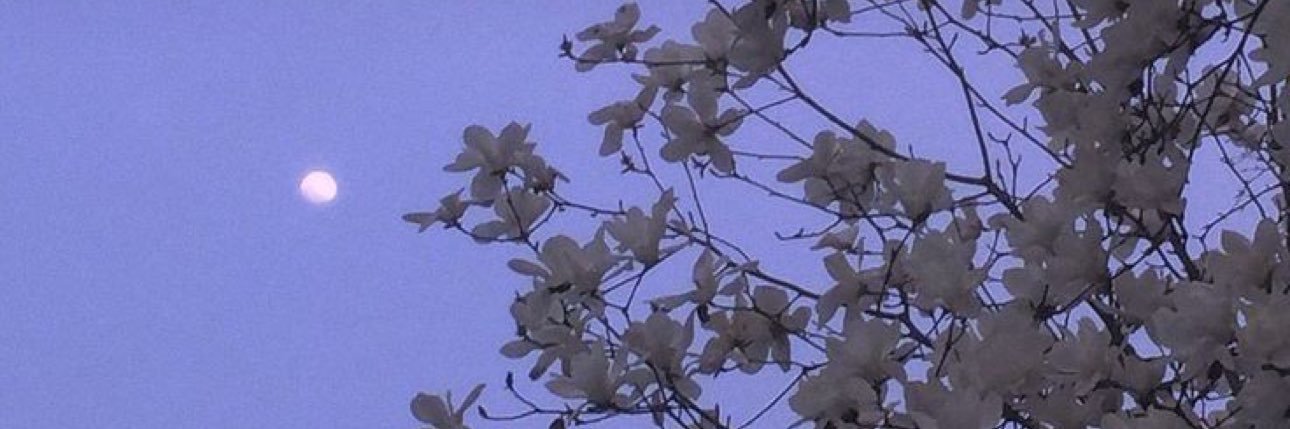leila ✿ banner