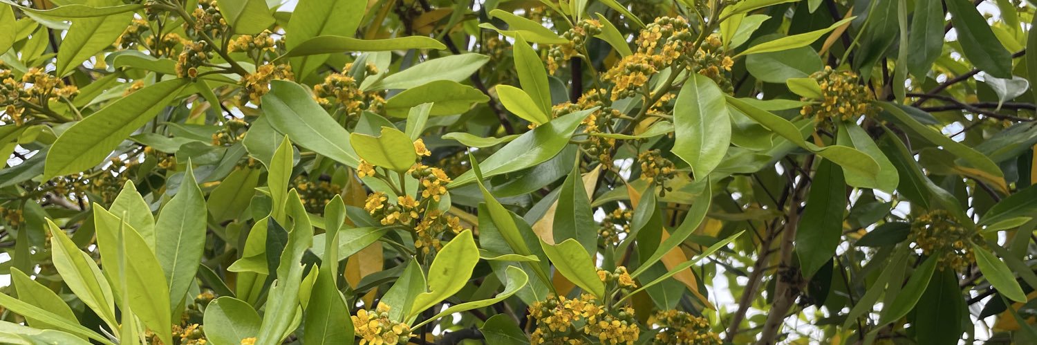 Morgan Ranieri banner