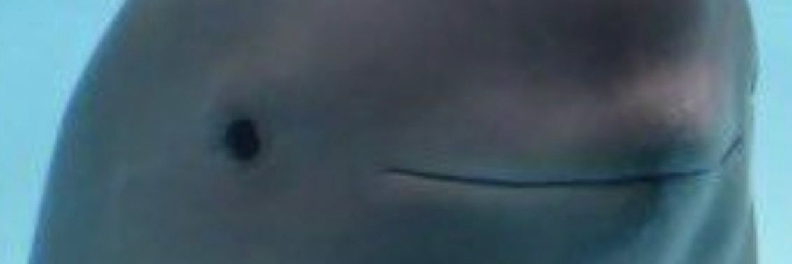 I'm Just A Guy banner