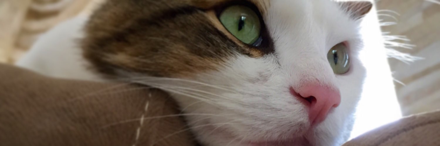 cinocantes's profile banner image