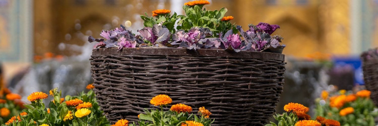 علي قاسم banner