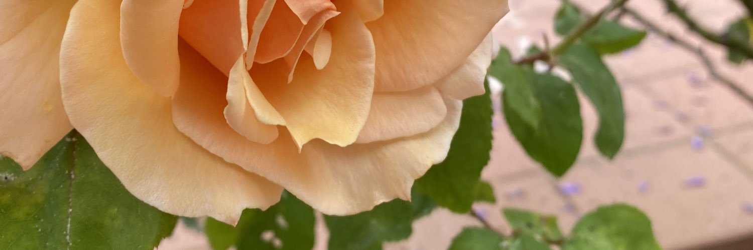 rozelee's profile banner image