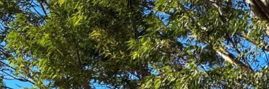 ecesuea's profile banner image