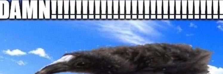Marck banner