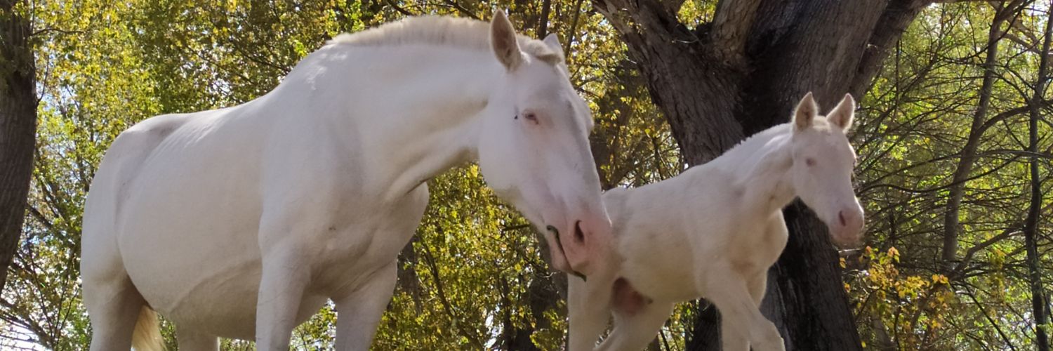 javierurenya's profile banner image