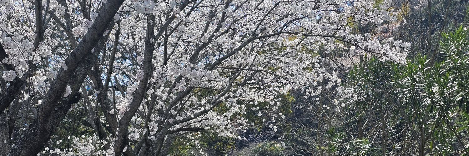 高床式まくら(Mond)'s banner