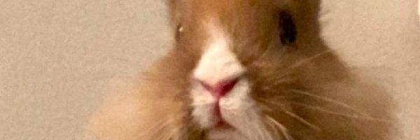 pmojena82 Profile Banner