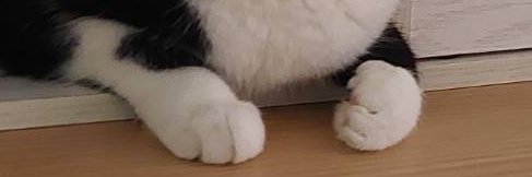 ぬーさん banner