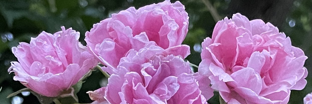 amaryllis🐞 banner