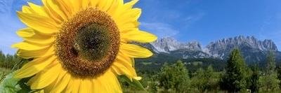 Mike R banner