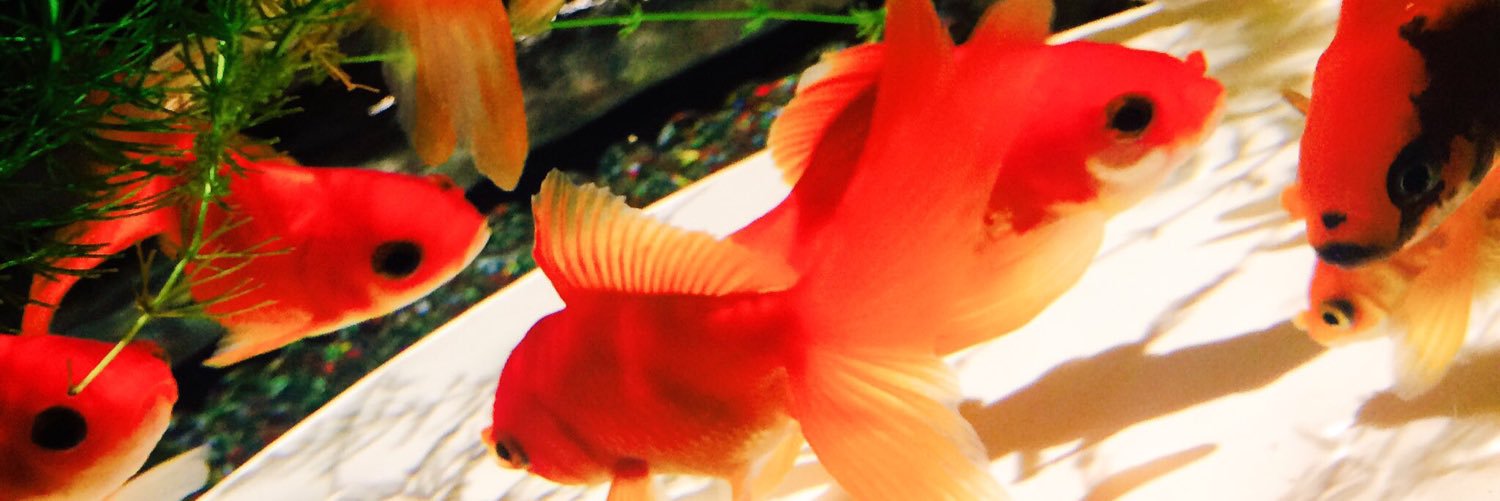 flyflyfly26's profile banner image