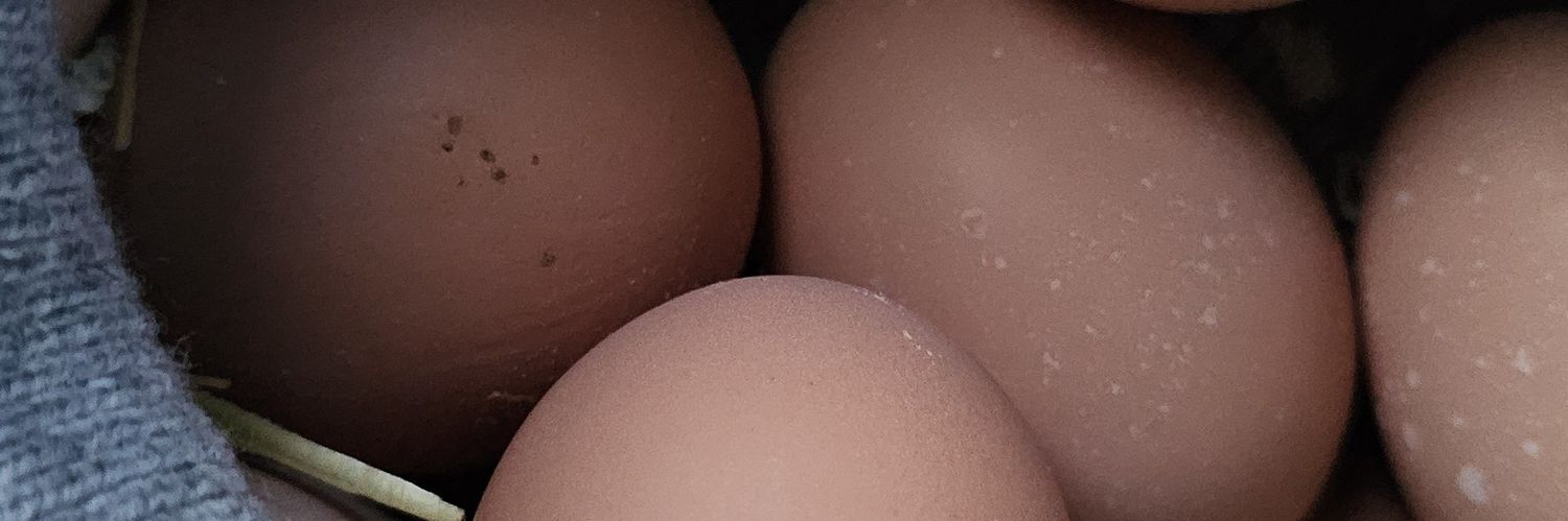 MisterTimone's profile banner image