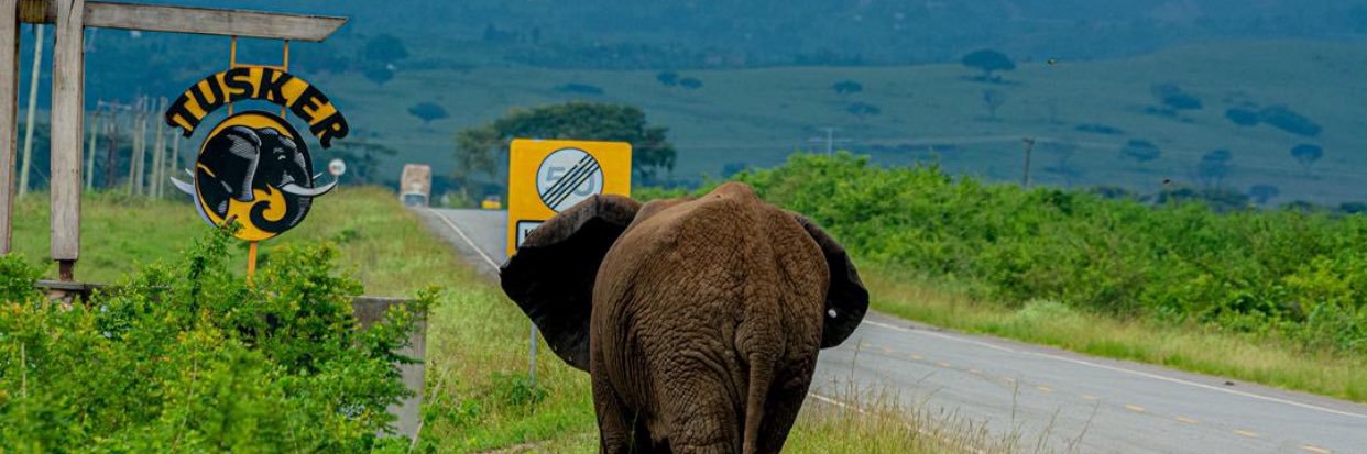 Maggie Your Guide 🇺🇬 banner