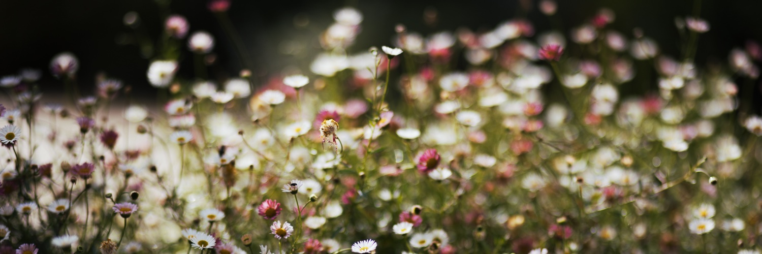 6Music (THE 6Music account since 2010) banner