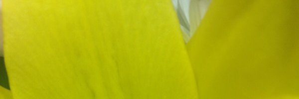 IntentionalAB Profile Banner