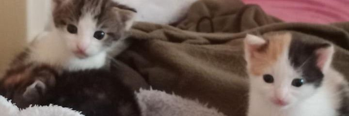 xenscals's profile banner image