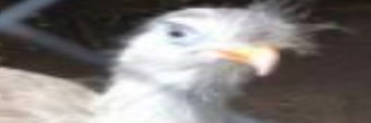 o telokucentium banner