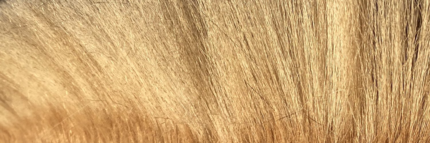 Jeanette_Geh's profile banner image