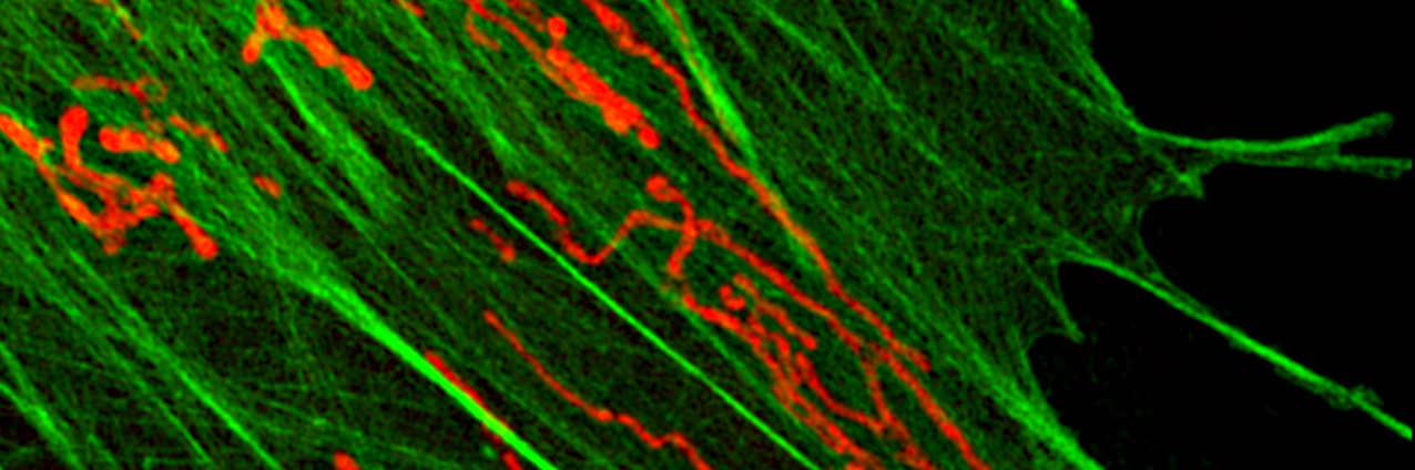 CELLpics Website banner