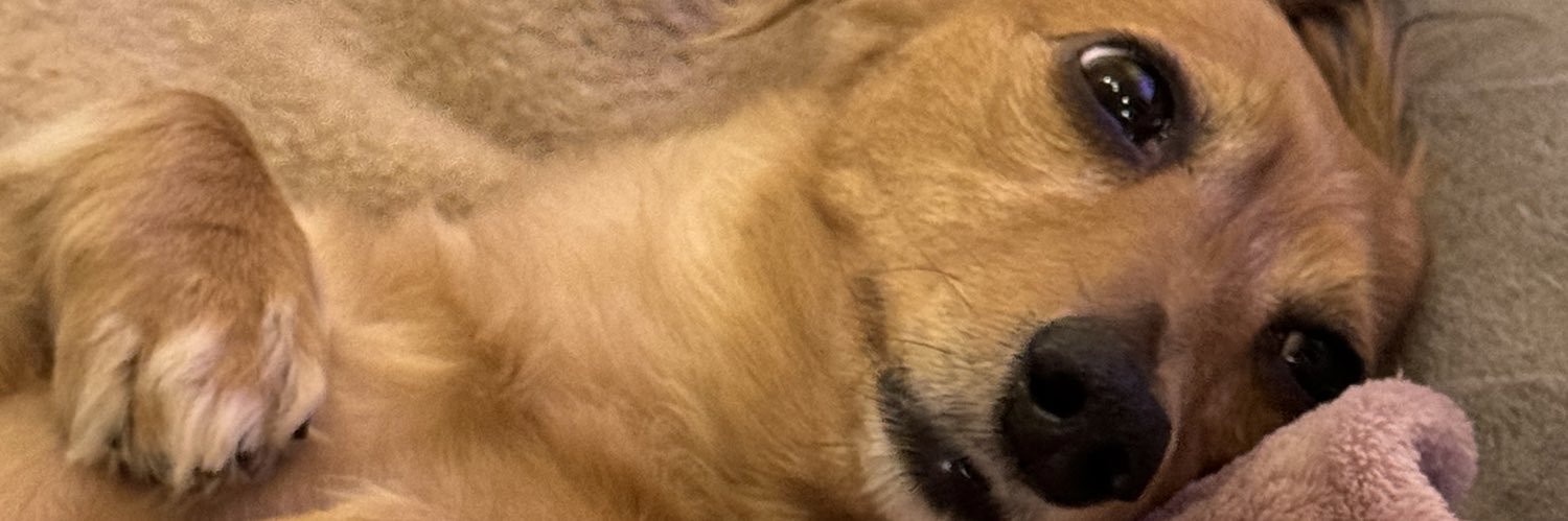 あるぴ🐶 banner