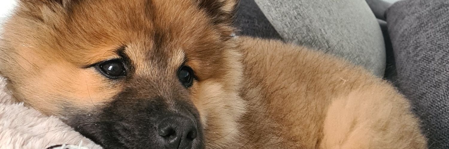 BackIsBlondie's profile banner image