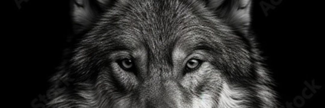 pontogerson's profile banner image