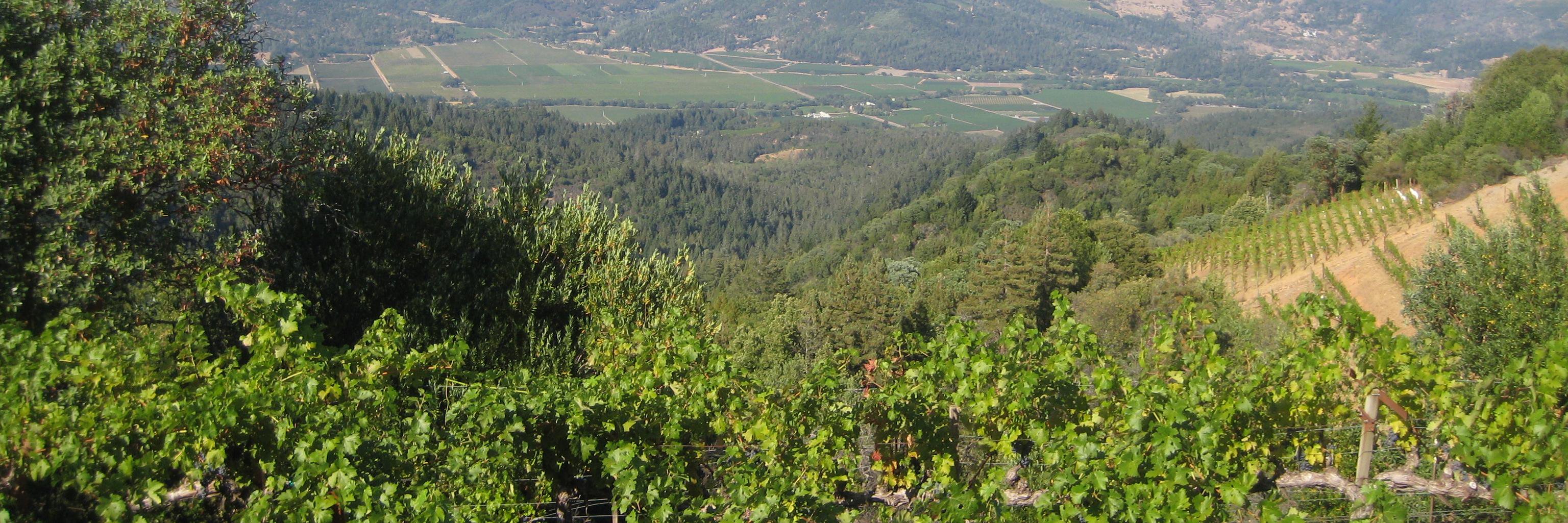 Tastes Like Grapes banner