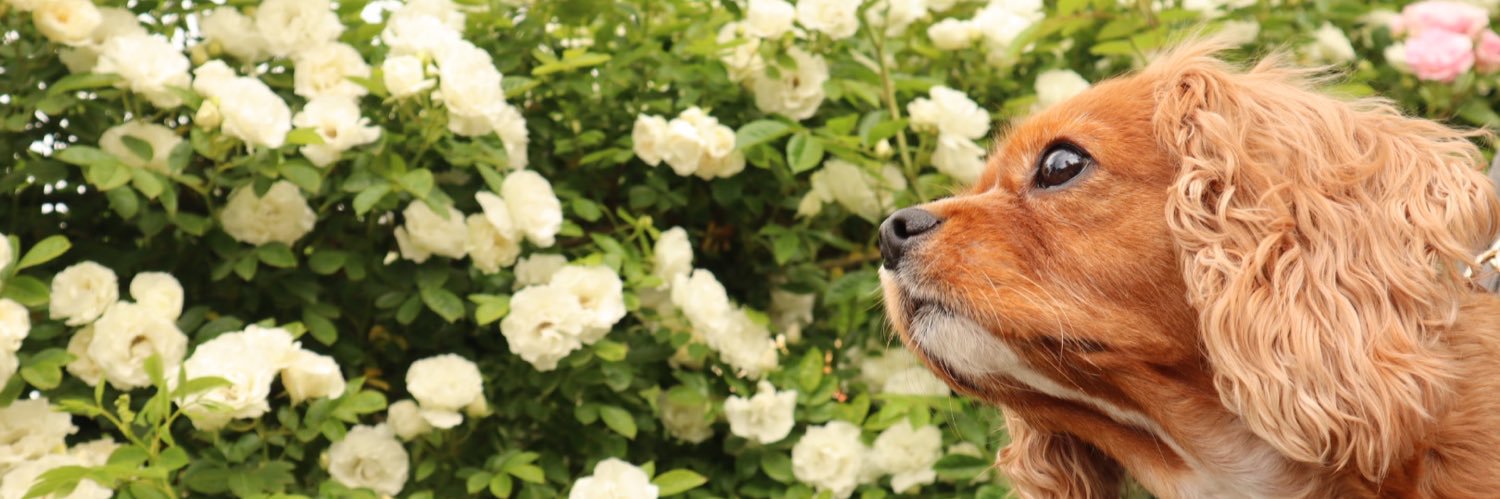 なるいぬ🐶 banner