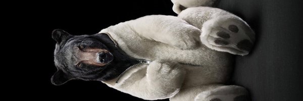 wallycurls Profile Banner
