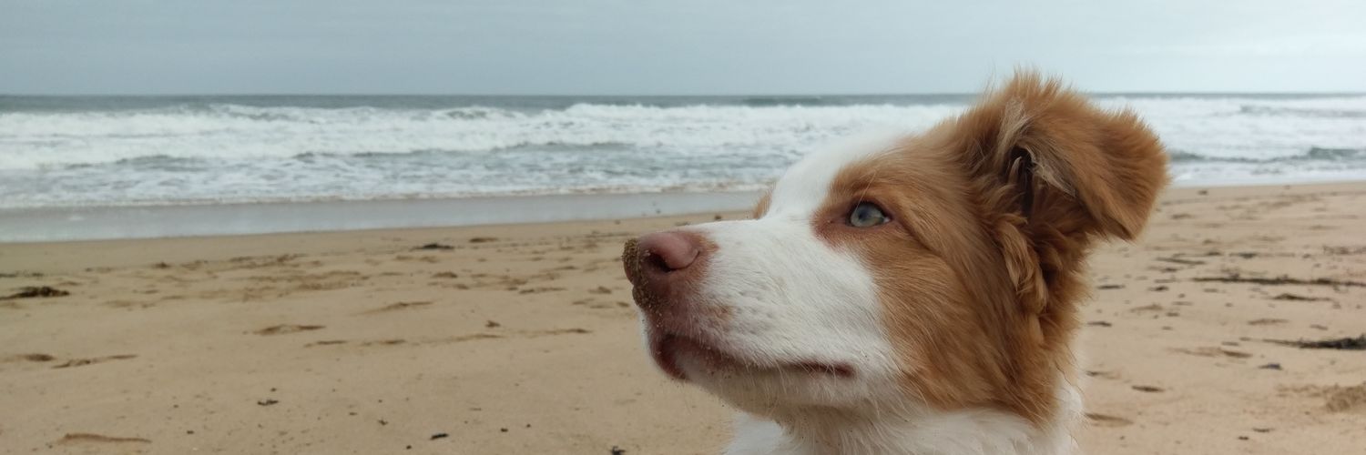 Daniel Dlugolenski banner