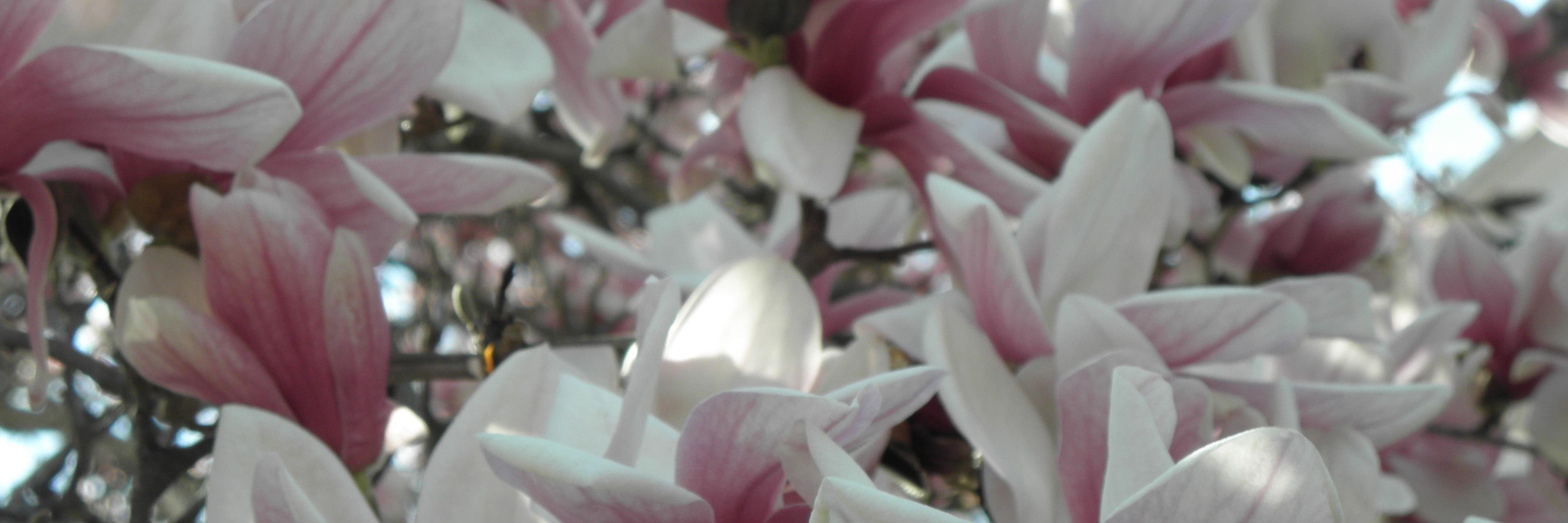 Anne D. Piedmont banner