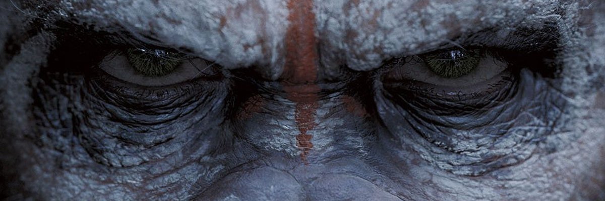 apestogethersol's profile banner image