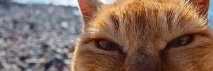 navalwarfareyt's profile banner image