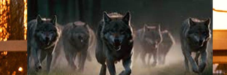 Wolves in the hood banner