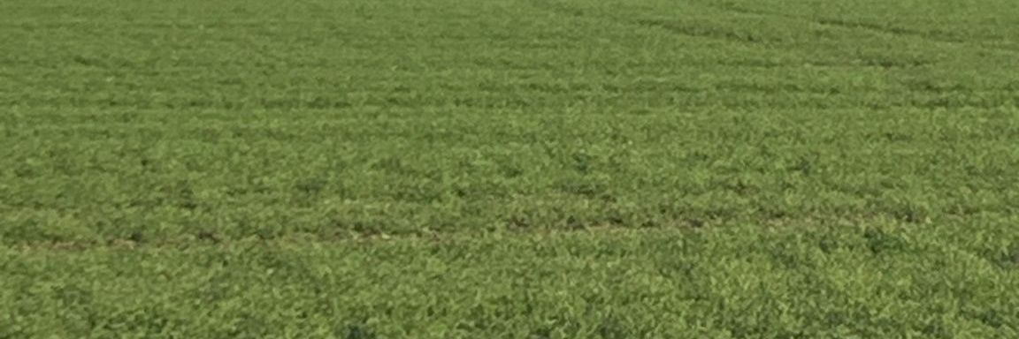 IsAnonymess's profile banner image