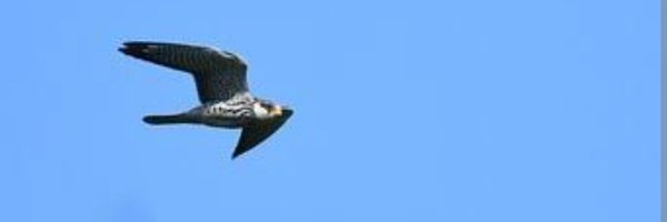 amurfalcon1 Profile Banner