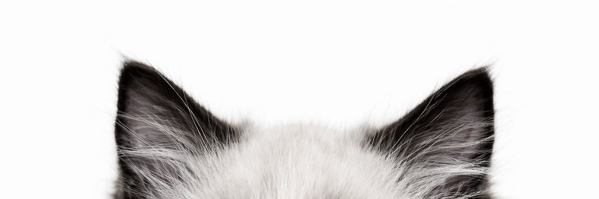 R banner