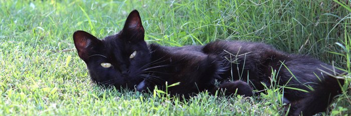 bittyblackkitty's profile banner image