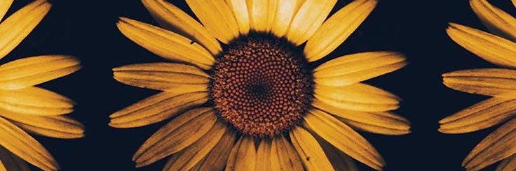 flodeagrela's profile banner image