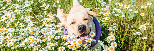 FurryFields4U Profile Banner