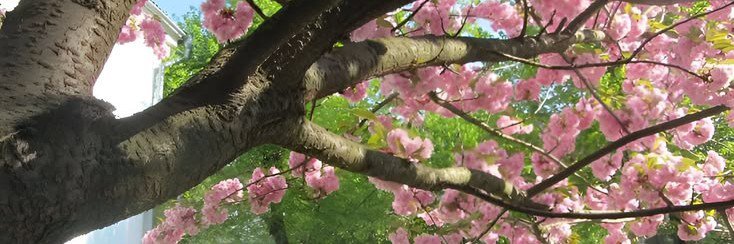 ChokoJisoo's profile banner image