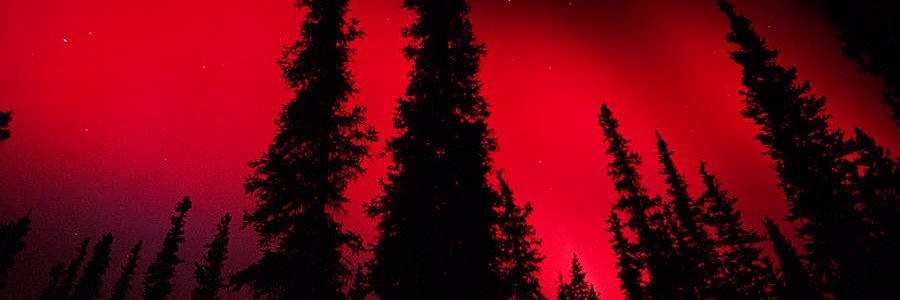 Петра М. Андреевска banner