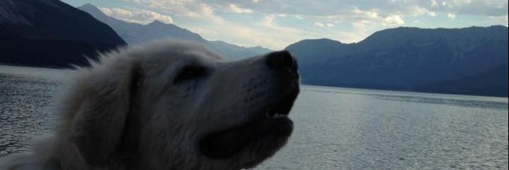 LogicalVelocity banner